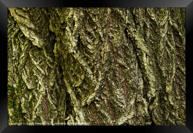 Bark Close-up Framed Print by David Swayne