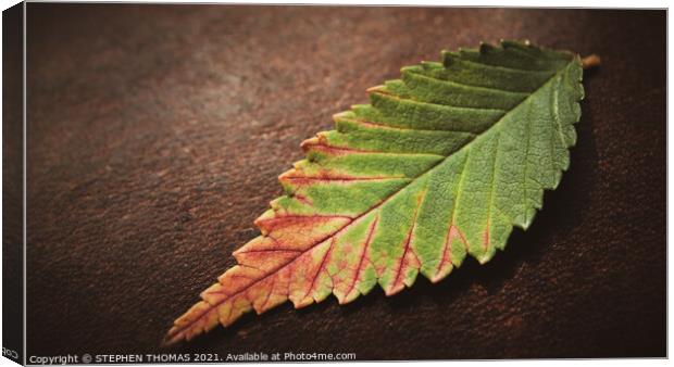 Leaf on Leather Canvas Print by STEPHEN THOMAS