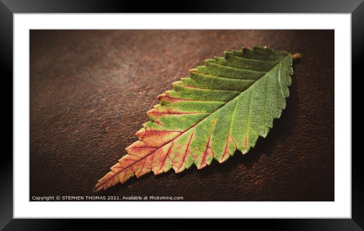 Leaf on Leather Framed Mounted Print by STEPHEN THOMAS