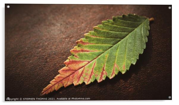 Leaf on Leather Acrylic by STEPHEN THOMAS