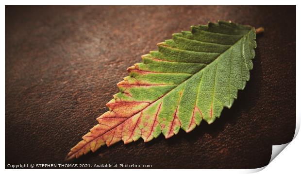 Leaf on Leather Print by STEPHEN THOMAS