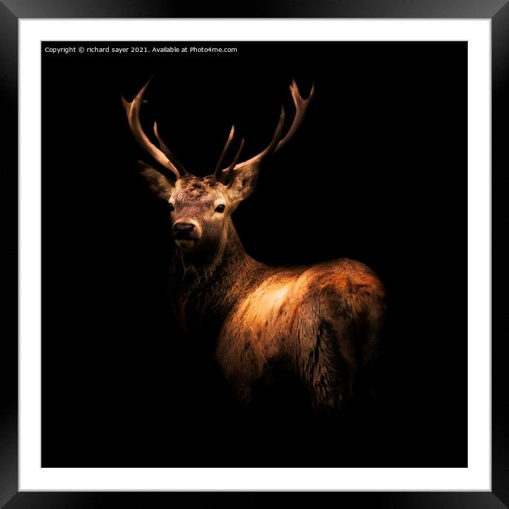 Majestic Red Stag in the Wild Framed Mounted Print by richard sayer