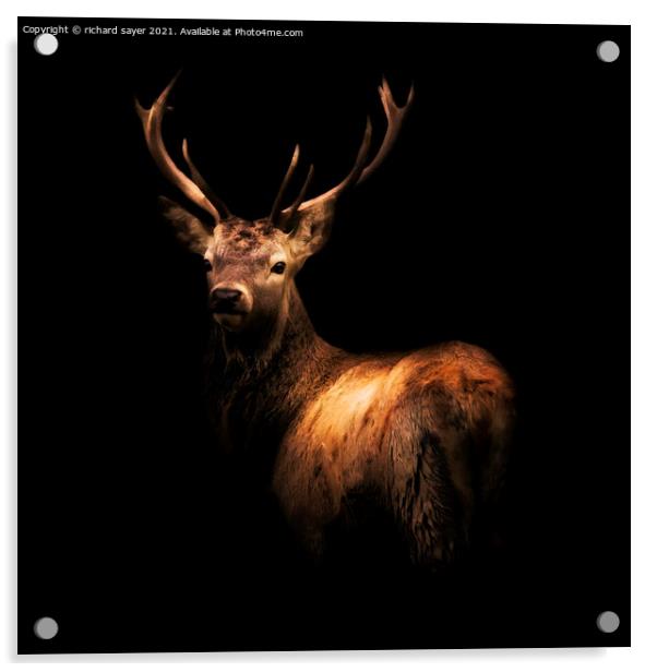 Majestic Red Stag in the Wild Acrylic by richard sayer