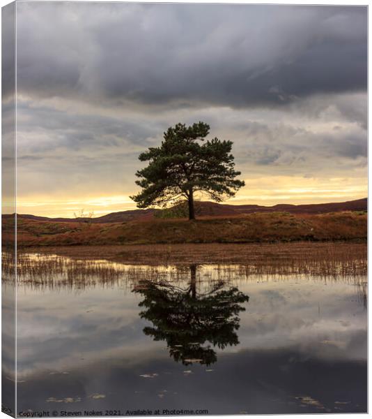 The Solitude of a Tree Canvas Print by Steven Nokes