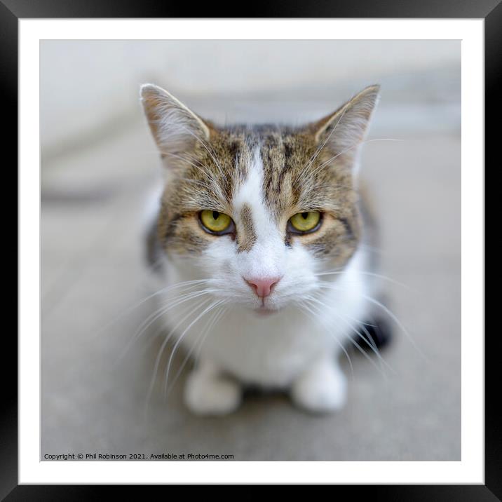 Larry the Downing Street Cat Framed Mounted Print by Phil Robinson