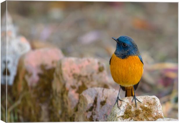 A colorful bird perched on a rock Canvas Print by NITYANANDA MUKHERJEE