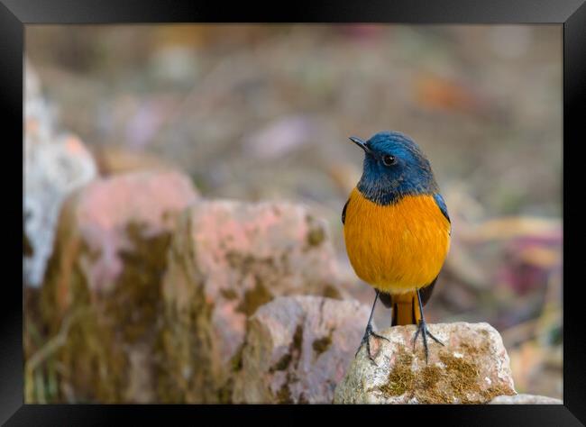 A colorful bird perched on a rock Framed Print by NITYANANDA MUKHERJEE
