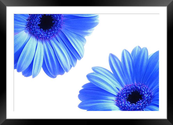 Blue Gerbera Flowers On White Framed Mounted Print by Anthony Michael 