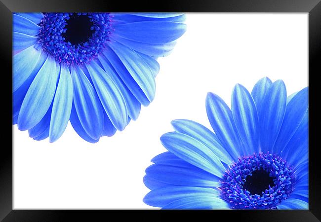 Blue Gerbera Flowers On White Framed Print by Anthony Michael 