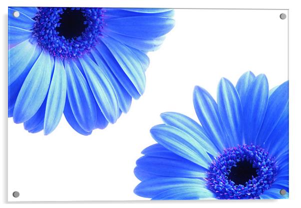 Blue Gerbera Flowers On White Acrylic by Anthony Michael 