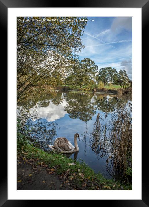 Young swan on own Framed Mounted Print by Kevin White