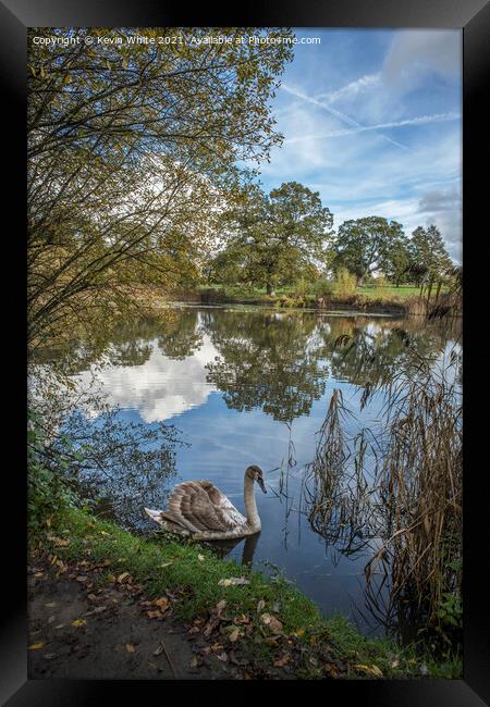 Young swan on own Framed Print by Kevin White