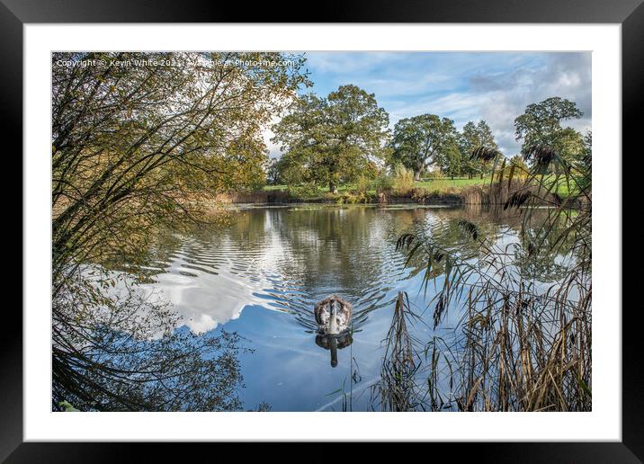 Pond with juvenille swan Framed Mounted Print by Kevin White