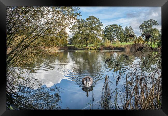 Pond with juvenille swan Framed Print by Kevin White