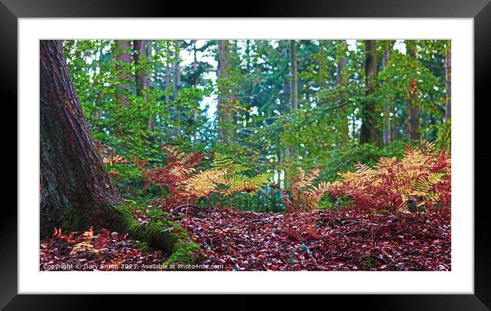 Ferns Sprouting in the Woods Framed Mounted Print by GJS Photography Artist