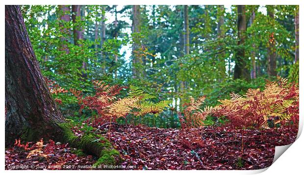 Ferns Sprouting in the Woods Print by GJS Photography Artist