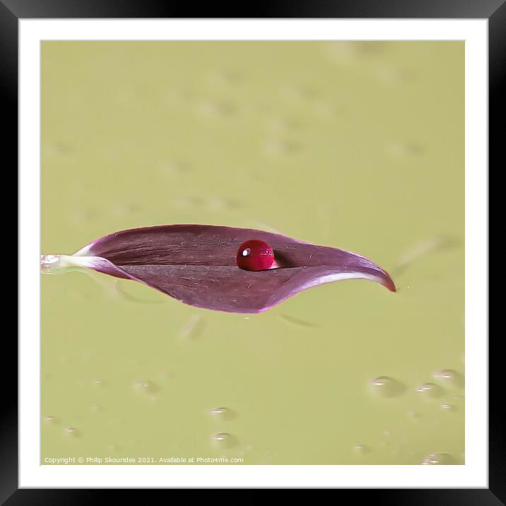 A petal floating  Framed Mounted Print by Philip Skourides