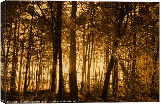 Golden forest sunset Canvas Print by Elaine Hayward