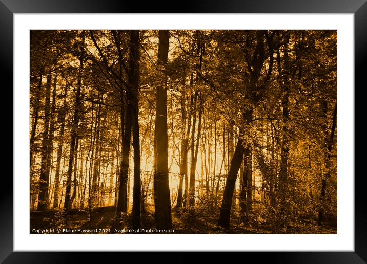 Golden forest sunset Framed Mounted Print by Elaine Hayward