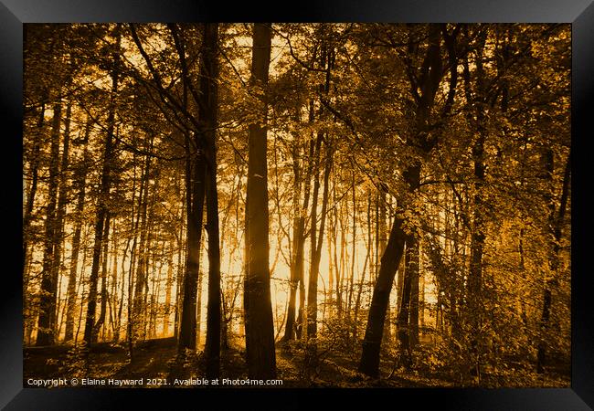 Golden forest sunset Framed Print by Elaine Hayward