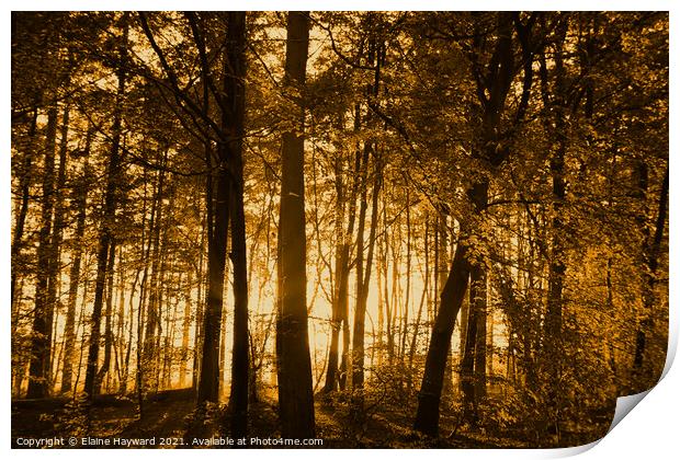 Golden forest sunset Print by Elaine Hayward