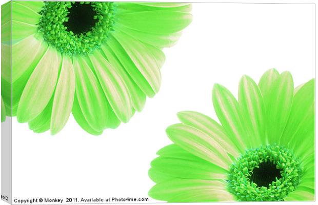 Green Gerbera Flowers On White Canvas Print by Anthony Michael 