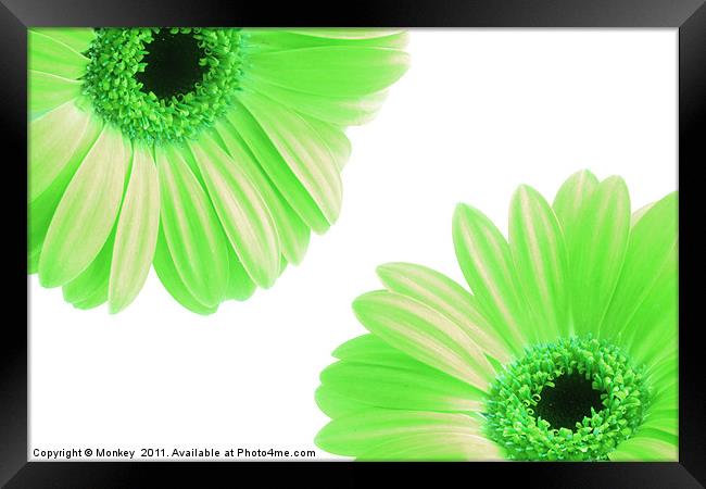 Green Gerbera Flowers On White Framed Print by Anthony Michael 