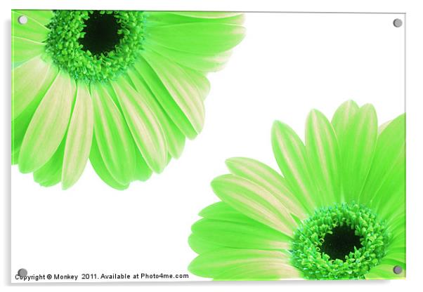 Green Gerbera Flowers On White Acrylic by Anthony Michael 