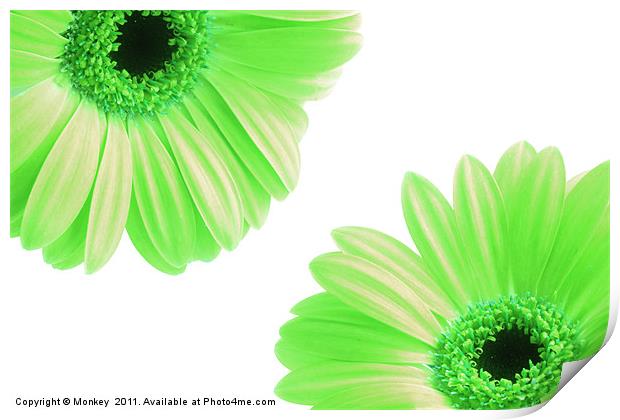 Green Gerbera Flowers On White Print by Anthony Michael 