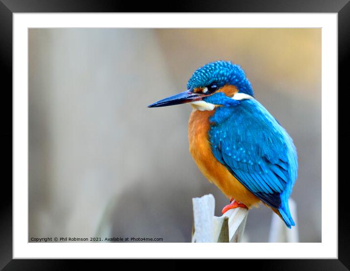 Kingfisher 1 Framed Mounted Print by Phil Robinson