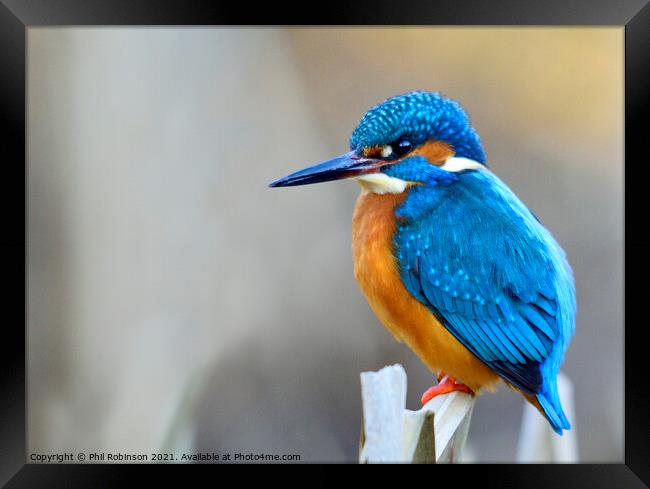 Kingfisher 1 Framed Print by Phil Robinson