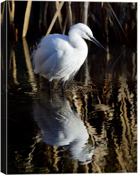 Little Egret Canvas Print by Phil Robinson