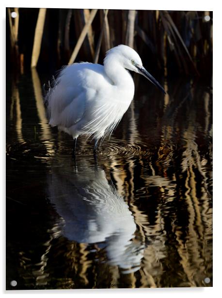 Little Egret Acrylic by Phil Robinson