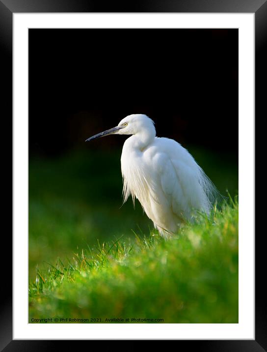 Little Egret 2 Framed Mounted Print by Phil Robinson
