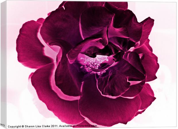 deep pink rose Canvas Print by Sharon Lisa Clarke