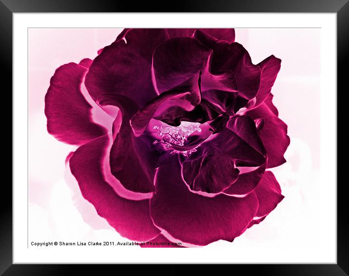 deep pink rose Framed Mounted Print by Sharon Lisa Clarke