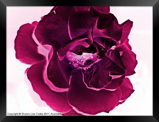 deep pink rose Framed Print by Sharon Lisa Clarke