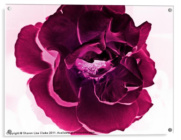 deep pink rose Acrylic by Sharon Lisa Clarke