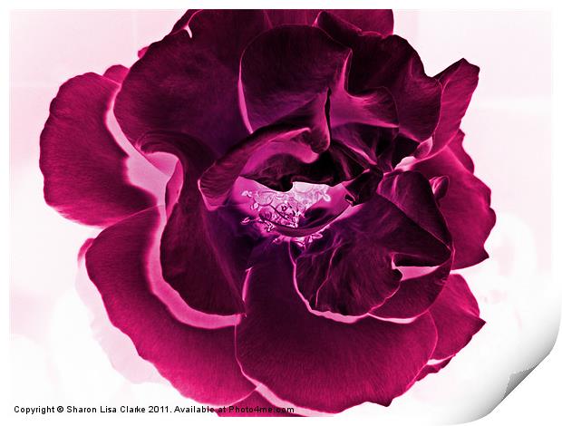 deep pink rose Print by Sharon Lisa Clarke