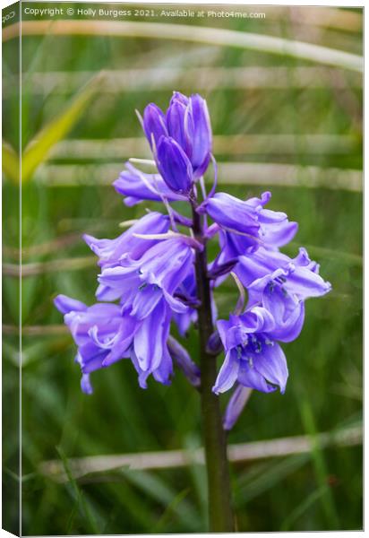 Blue bell, Flower taken in the woods Canvas Print by Holly Burgess