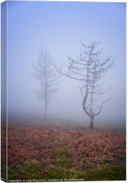 Trees in the fog in Lousa mountain, Portugal Canvas Print by Luis Pina