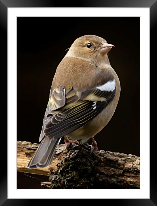 Female Chaffinch Bird Framed Mounted Print by Jonathan Thirkell