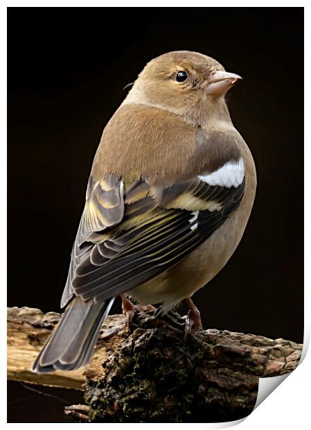 Female Chaffinch Bird Print by Jonathan Thirkell