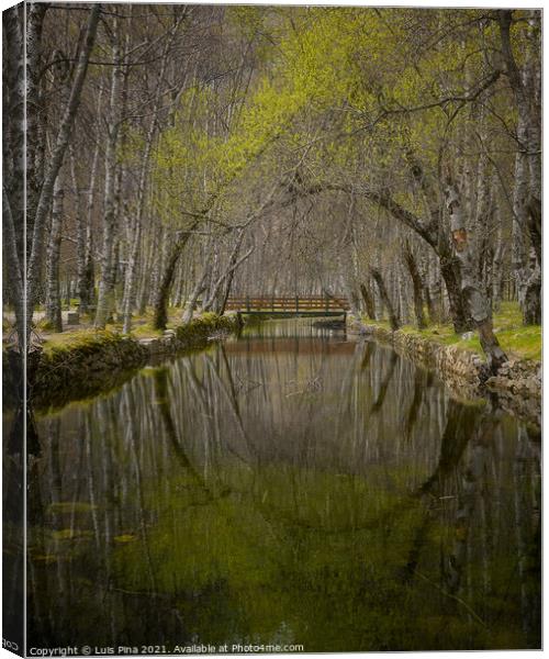 Autumn yellow trees reflection on a river in Covao d ametade in Serra da Estrela, Portugal Canvas Print by Luis Pina