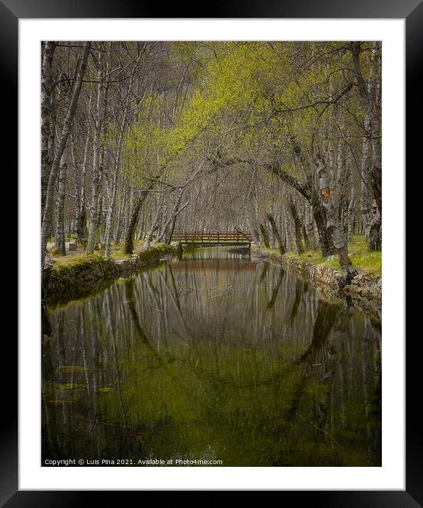 Autumn yellow trees reflection on a river in Covao d ametade in Serra da Estrela, Portugal Framed Mounted Print by Luis Pina
