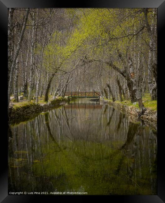 Autumn yellow trees reflection on a river in Covao d ametade in Serra da Estrela, Portugal Framed Print by Luis Pina