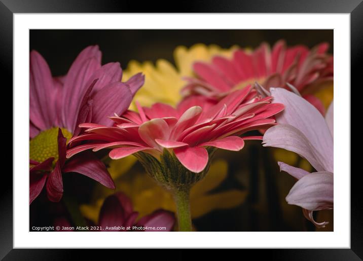 Plant flower Framed Mounted Print by Jason Atack