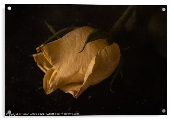 Yellow Rose Acrylic by Jason Atack