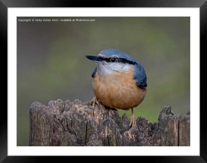 Nuthatch perched on a post Framed Mounted Print by Vicky Outen