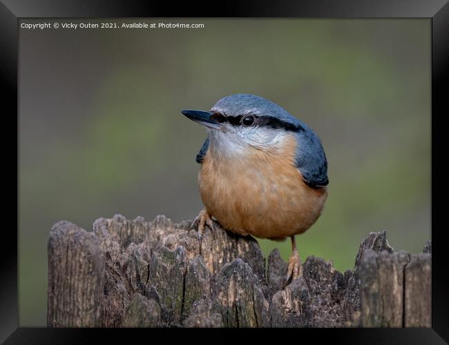 Nuthatch perched on a post Framed Print by Vicky Outen